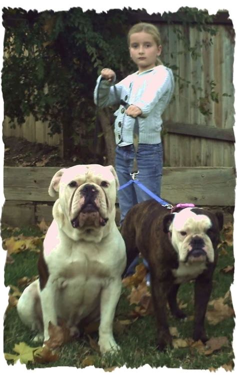 hermes olde english bulldog|english bulldog pedigree database.